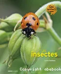 Qui sommes nous? Les insectes